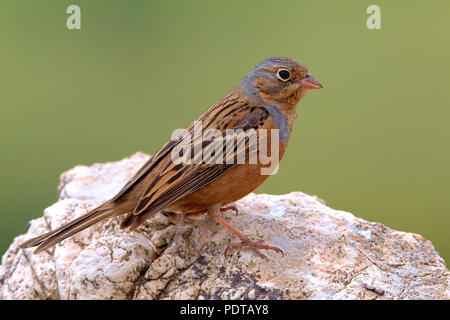 Nach Cretzschmar's Bunting (Emberiza caesia) in Zucht Gefieder Stockfoto