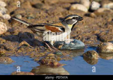 Nach Dead Sea Sparrow (Passer moabiticus) Trinkwasser in der Zucht Gefieder. Stockfoto