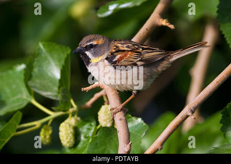 Nach Dead Sea Sparrow (Passer moabiticus) Zucht im Gefieder. Stockfoto