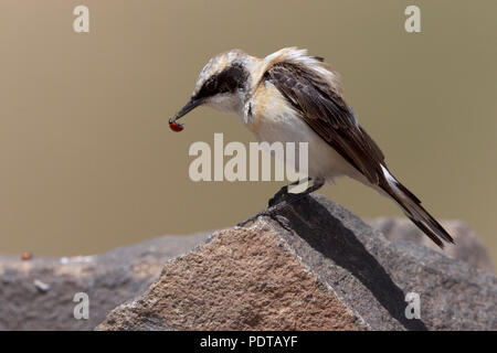 Oostelijke Blond Tapuit Lieveheersbeestje gevangen op Rots met. Eastern black-eared Steinschmätzer auf einem Felsen mit Marienkäfer als Beute. Stockfoto