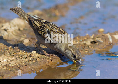 Vrouwtje drinkend Huismus Wasser. Weibliche Haussperling (Passer domesticus) Trinkwasser. Stockfoto