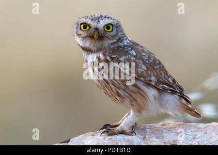 Kleine Eule auf Felsen thront. Stockfoto