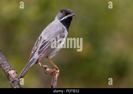 Männliche Ruppell's Warbler. Stockfoto