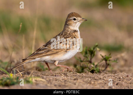 Short-toed Lerche auf dem Boden. Stockfoto