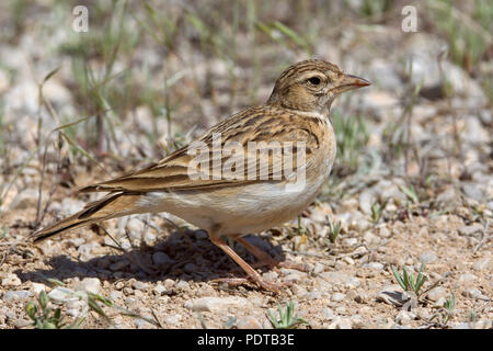 Short-toed Lerche auf dem Boden. Stockfoto