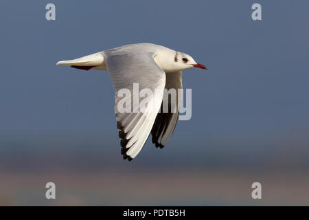 Gemeinsamen Schwarz-Gull bei Erwachsenen nicht vorangegangen - Zucht Gefieder fliegen. Stockfoto