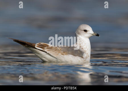 Erste winter Gefieder Sturmmöwe schwimmen. Stockfoto