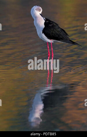 Schwarz - geflügelte Stelzenläufer Putzen im flachen Wasser mit Reflexion. Stockfoto