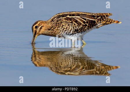 Bekassine Nahrungssuche im flachen Wasser. Stockfoto