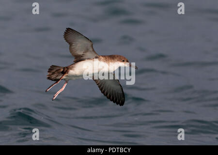 Yelkouan Shearwater fliegen. Stockfoto