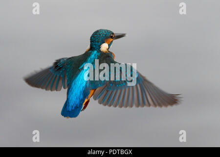 Kingfisher schweben. Stockfoto