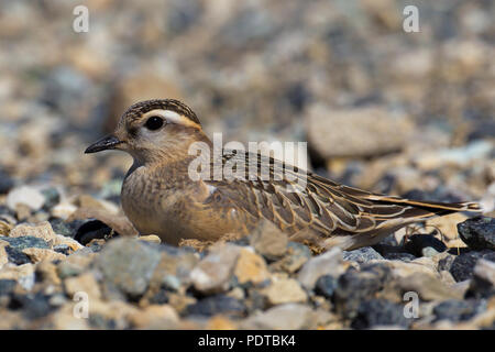 Eurasian Dotterel ruht auf Felsen. Stockfoto