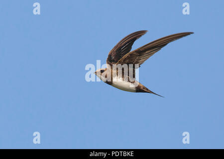 Alpine Swift flying in a Blue Sky. Stockfoto