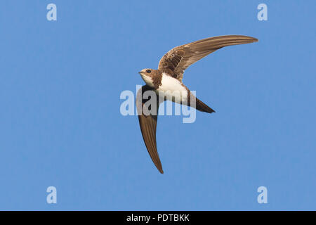 Alpine Swift flying in a Blue Sky. Stockfoto