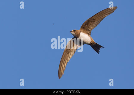 Alpine Swift flying in a Blue Sky. Stockfoto