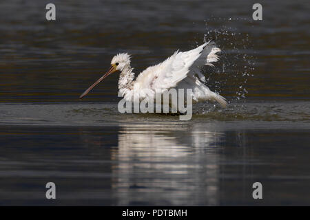 Löffler Baden Stockfoto