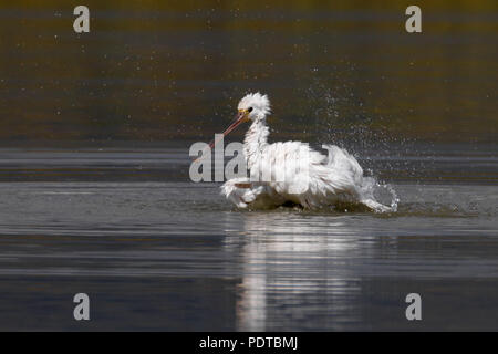 Löffler Baden Stockfoto