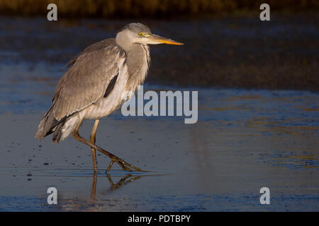 Graureiher auf Nahrungssuche. Stockfoto