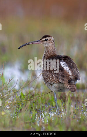 Regenbrachvogel ruht auf einem Bein. Stockfoto