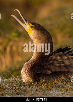 Kormoran öffnen Es ist Bill. Stockfoto