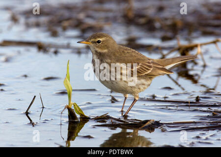 Wasser Pieper stehen im flachen Wasser. Stockfoto