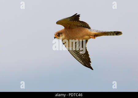 Nach weiblichen Red-footed Falcon fliegen Stockfoto