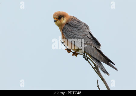 Nach weiblichen Red-footed Falcon Stockfoto