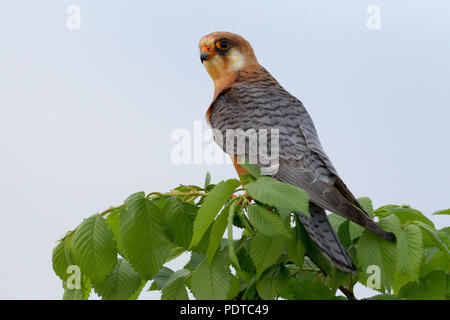 Nach weiblichen Red-footed Falcon Stockfoto