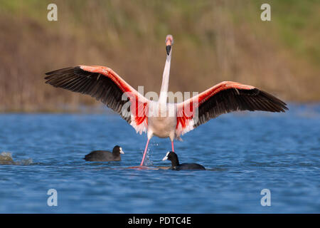 Mehr Flamingo verbreitet seine Flügel über zwei blässhühner Stockfoto