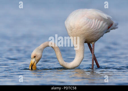 Unreife Greater Flamingo Stockfoto