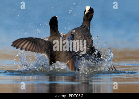 Blässhuhn territorialen Streit Stockfoto