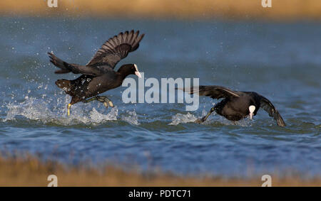 Blässhuhn territorialen Streit Stockfoto