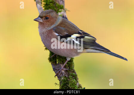 Buchfink am Zweig. Stockfoto