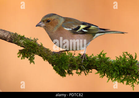 Buchfink auf Zweig mit Moosen. Stockfoto