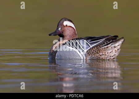 Männliche Krickente schwimmen Stockfoto