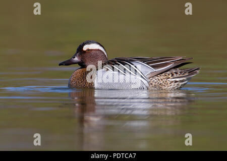 Männliche Krickente schwimmen Stockfoto