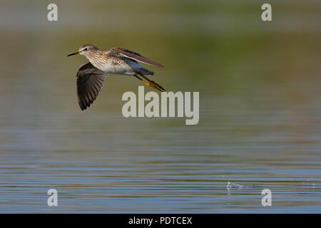 Bruchwasserläufer Fliegen über Wasser. Stockfoto