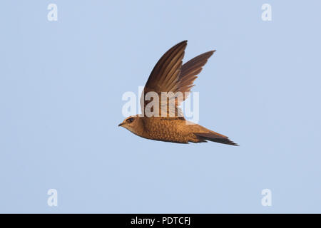 Blassen Swift fliegen. Stockfoto