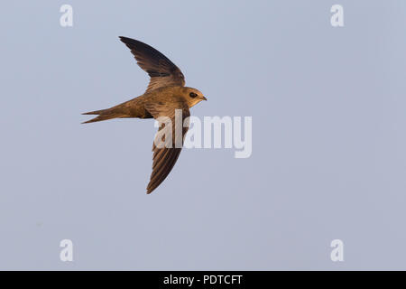 Blassen Swift fliegen. Stockfoto