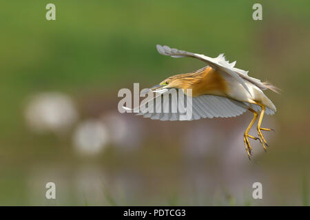 Nach Zucht Gefieder Squacco Heron Landung mit Flügel und baumelnden Füßen Stockfoto