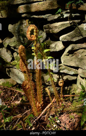 Dryopteris Farn wächst in der Nähe von Mauer aus Stein in einer Öffnung in der Oak Wald Stockfoto