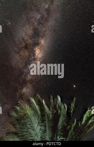 Nach oben in den Nachthimmel durch einen chilenischen Palme mit Blick auf die Milchstraße und den Planeten Mars. Stockfoto