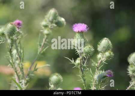 Stier Distel, (Cirsium vulgare), stachelige Unkraut mit hübschem Lila Blume oben, in der Gegend am Stadtrand von Kingston, Ontario. Stockfoto