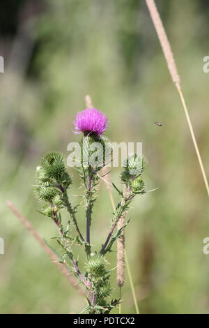 Stier Distel, (Cirsium vulgare), stachelige Unkraut mit hübschem Lila Blume oben, in der Gegend am Stadtrand von Kingston, Ontario. Stockfoto