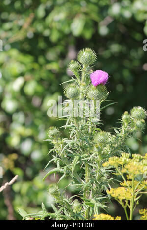 Stier Distel, (Cirsium vulgare), stachelige Unkraut mit hübschem Lila Blume oben, in der Gegend am Stadtrand von Kingston, Ontario. Stockfoto