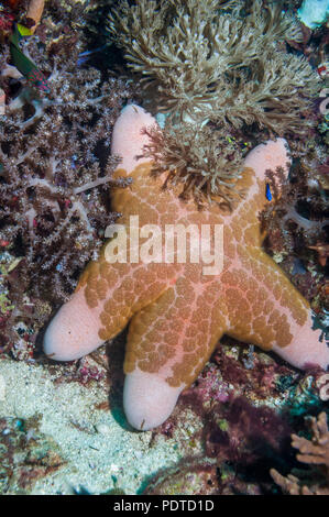 Rosa cushionstar [Coriaster granulatus]. Cebu Malapascua Island, Philippinen. Stockfoto