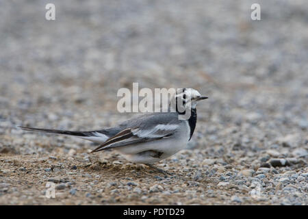 Maskierte Bachstelze auf silikatischen Gestein. Stockfoto