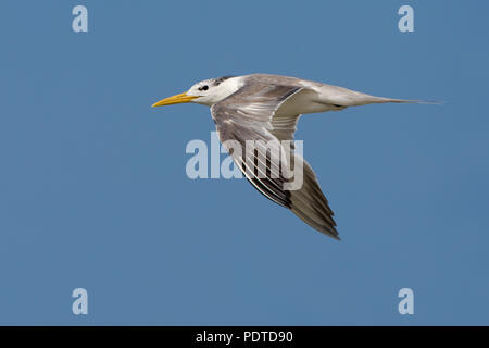 Flying Swift Tern mit offenen Flügeln gegen den blauen Himmel sehen, Seitenansicht. Stockfoto