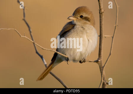 Ein turkestan Shrike auf einem Zweig mit einem braun beige Hintergrund Stockfoto