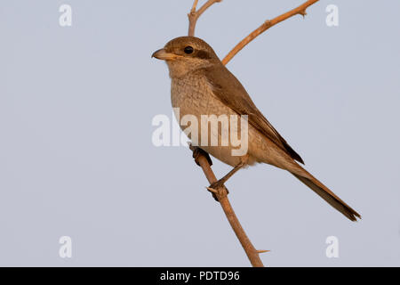 Ein turkestan Shrike auf einem Zweig mit einem braun beige Hintergrund Stockfoto